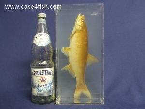 Foto Galerie/Cypriniformes/Cyprinidae/Leuciscus aspius/Leuciscus aspius_08_S.jpg